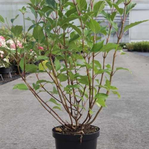 Buy Hydrangea Paniculata Kyushu Shrubs Online Buy Hydrangeas Online