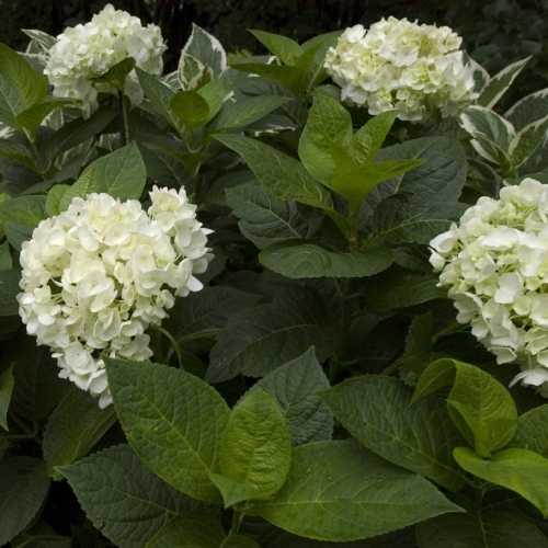 Buy Hydrangea Paniculata Bobo Shrubs Online : Hydrangeas Online