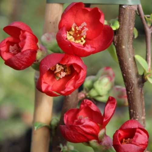 Cheap Chaenomeles Speciosa Hot Fire : Cheap Flowering 