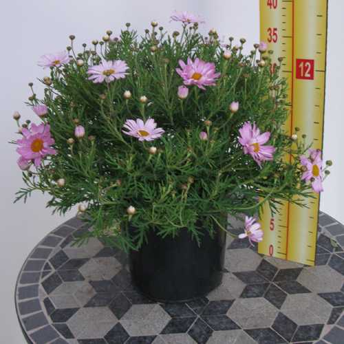 Marguerite Daisy Argyranthemum Light Pink