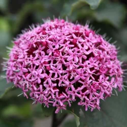 Clerodendrum Bungei Rose Glory