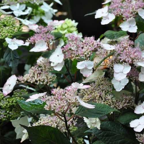 Buy Hydrangea Serrata Intermedia Online Order Hydrangea Shrubs
