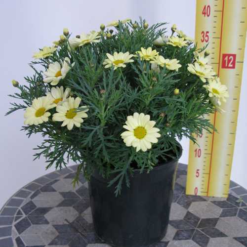 Marguerite Daisy Argyranthemum Yellow