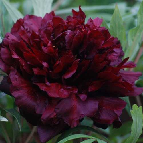 Buy Hei Bao Chinese Tree Peony Online Chinese Tree Peony For Sale Order Peonies Online