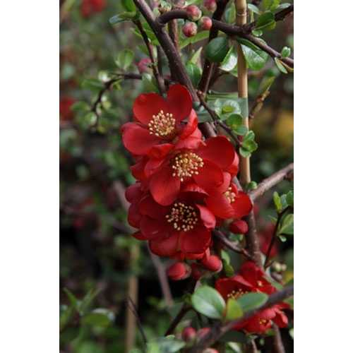 Chaenomeles Superba Elly Mossel (Flowering Quince)