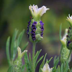 Lavandula Stoechas - French Lavender (White) 3Ltr