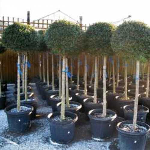 Home Decorating Ideas & Interior Design: Ligustrum Topiary Trees