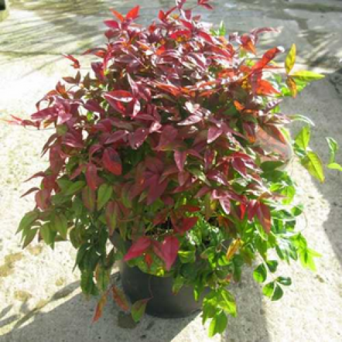 5233_500_111403_Nandina_Domestica_Fire_Power_(Heavenly_Bamboo).png