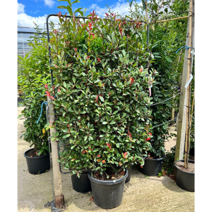 5237_500_032543_Photinia_Compacta_Pleached_Frame_(2).png