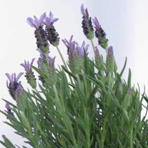 Lavandula Stoechas - French Lavender 2ltr