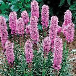 Liatris Spicata (Gayfeather)