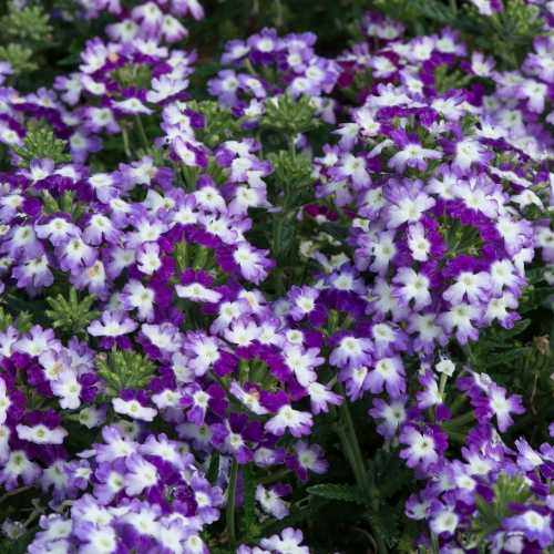 9cm Basket Plant Verbena Sparkle Purple