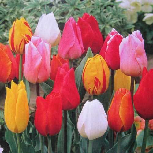 Cheap Tulip Triumph Mixed Bulbs Spring Flowering Bulbs Essex garden