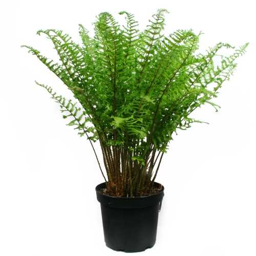5277_500_090620_Dryopteris_Cristata_The_King_300.jpg