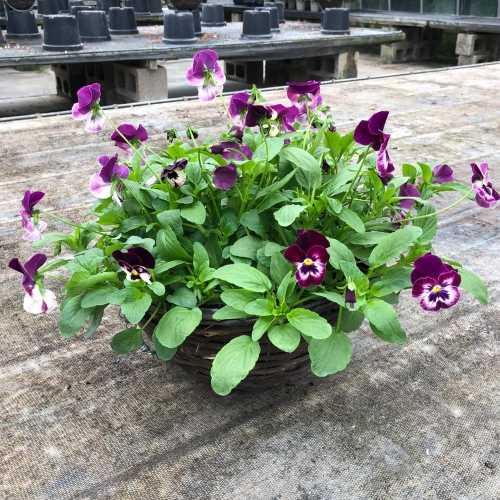 Pansy Hanging Basket Plats Galore Online