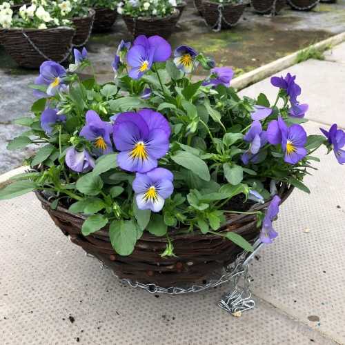Pansy Hanging Basket Plats Galore Online