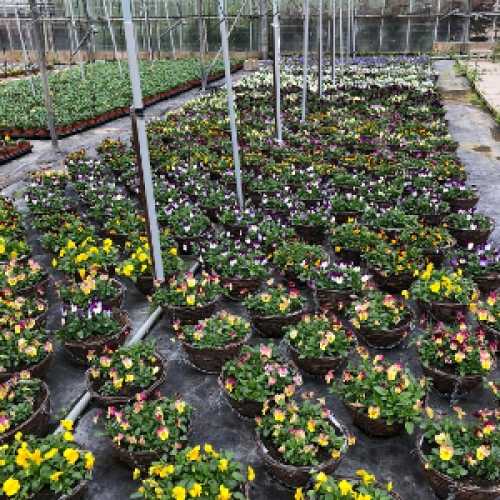 Pansy Hanging Basket Plats Galore Online