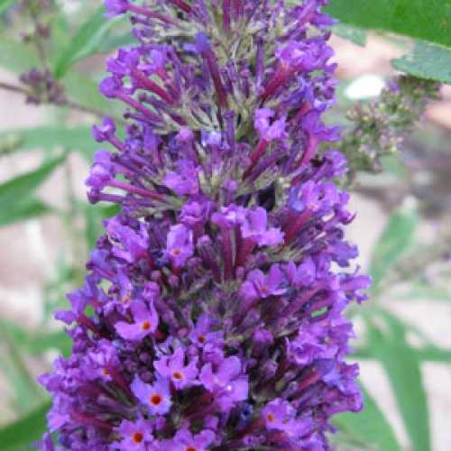 Cheap Buddleia Purple Emperor : Purple Flowering Shrubs 