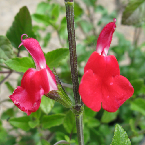 Salvia Jamensis Hot Lips