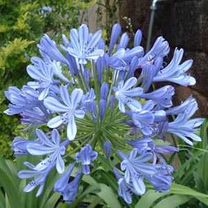 Agapanthus Blue (African Lily) Lily Of The Nile