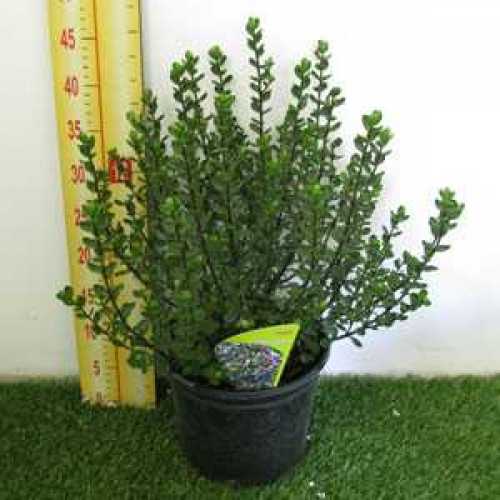 Cheap Hebe Champion Plants Online Cheap Evergreen Shrubs Herts and