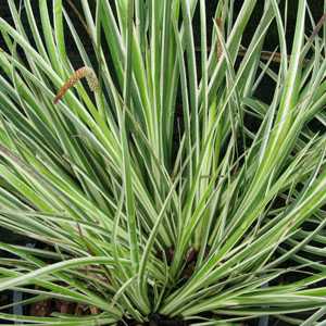 Acorus Calamus 'Variegatus' Sweet Flag 1.5Ltr