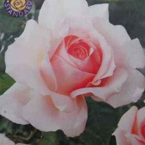 Chandos Beauty Hybrid Tea Rose