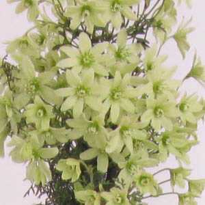 Clematis 'Pixie' Trellis (Climber)