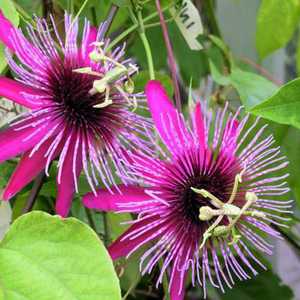 Passiflora 'Crimson Tears' Passion Flower