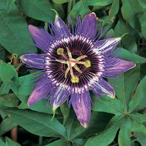 Passiflora 'Purple Rain' Passion Flower