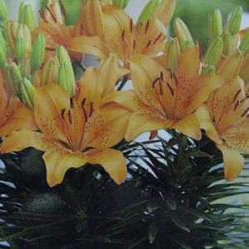 Buy Lily Bulbs Online Order Lily Bulbs Online Lily Bulbs For Sale
