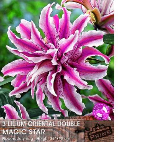 Buy Lily Bulbs Online Order Lily Bulbs Direct Lily Bulbs For Sale Uk