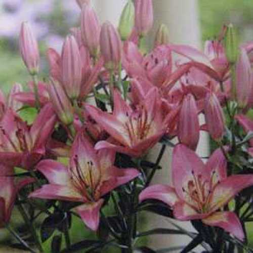 Buy Lily Bulbs Online Lily Bulbs For Sale Uk Order Lily Bulbs Online