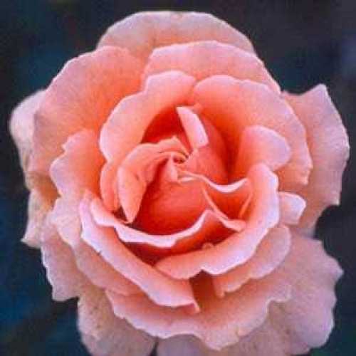 Warm Wishes 1/2 Standard Rose