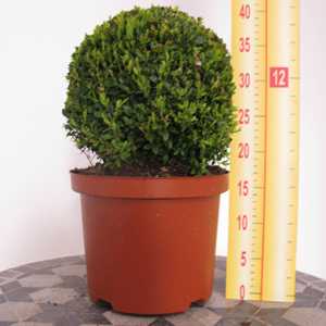 Buxus Sempervirens Ball (Topiary Ball/Box Hedge) 25-30cm 5 Litre Pot