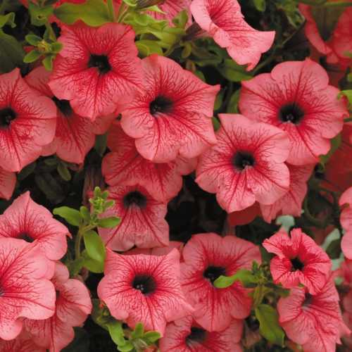 9cm Basket Plant Surfinia Hot Red