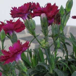 Dianthus (Pinks) Cerise Pink 9-12cm pot