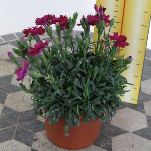 Dianthus (Pinks) Cerise Pink 9-12cm pot