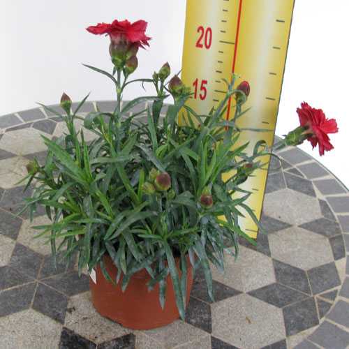 Dianthus (Pinks) Red 9-12cm Pot
