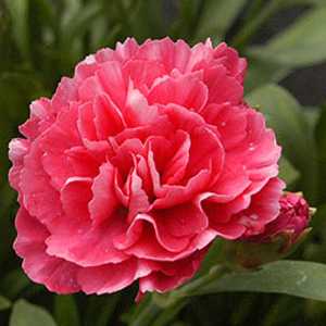 Dianthus (Pinks) Red 9-12cm Pot