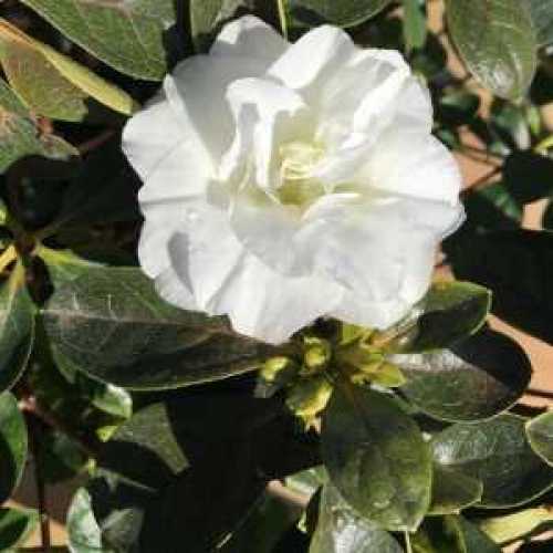 Azalea Japonica 'White Rose Bud'