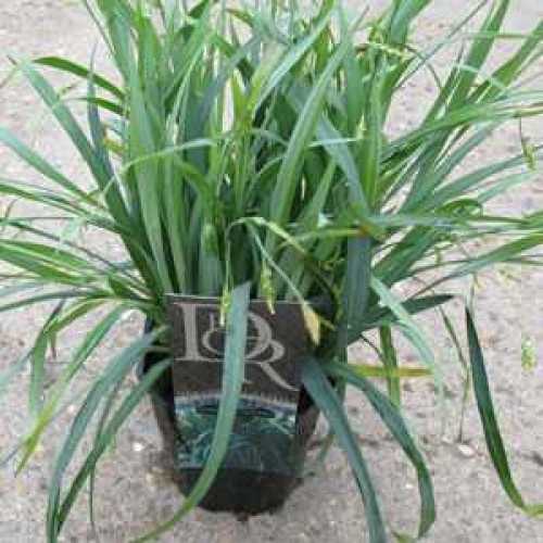 5559_500_034517_Carex_Lax_Bunny_Blue_Potted_300.jpg