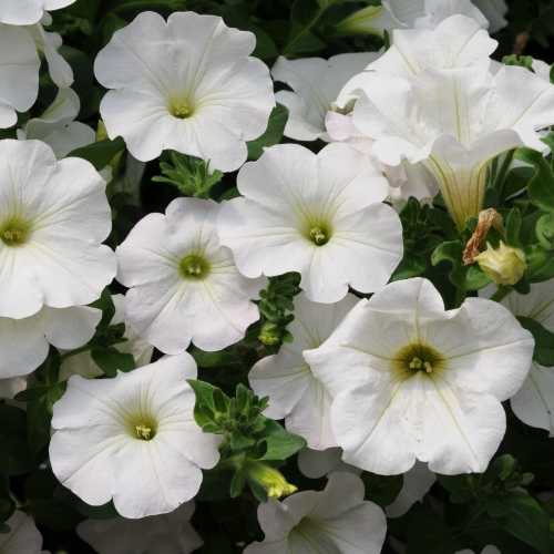 9cm Basket Plant Surfinia White (Petunia)