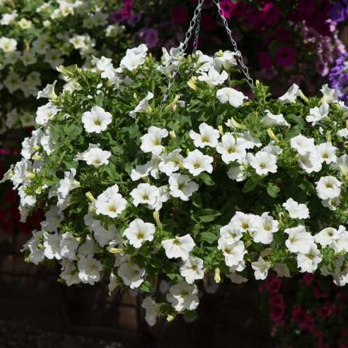 9cm Basket Plant Surfinia White (Petunia)
