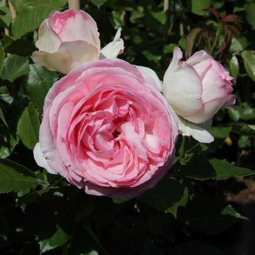 5594_500_025428_Eden_Pierre_De_Ronsard_Rose_300.jpeg