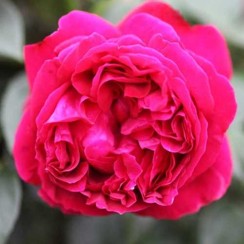 5596_500_031310_Red_Eden_CL_Rose_300.jpeg