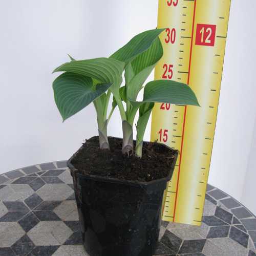 Hosta Halcyon (Plantain Lily)