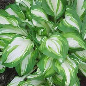 Hosta Undulata (Wavy Plantain Lily)