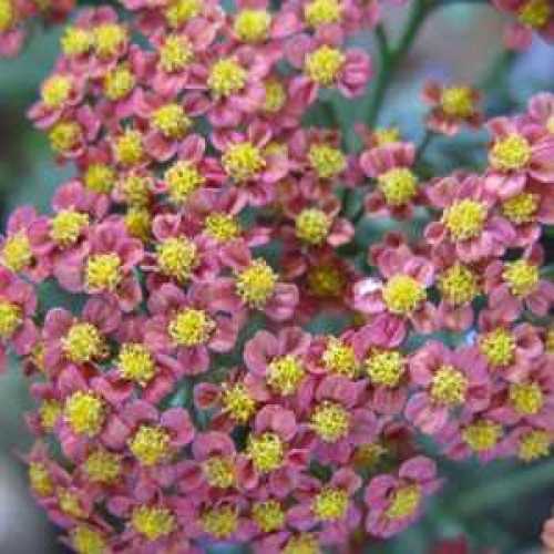 Buy Achillea Plants Online Cheap Yarrow Plants For Sale Plants