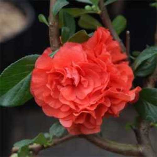 Cheap Chaenomeles Speciosa Orange Storm Online : Buy Flowering Quince ...